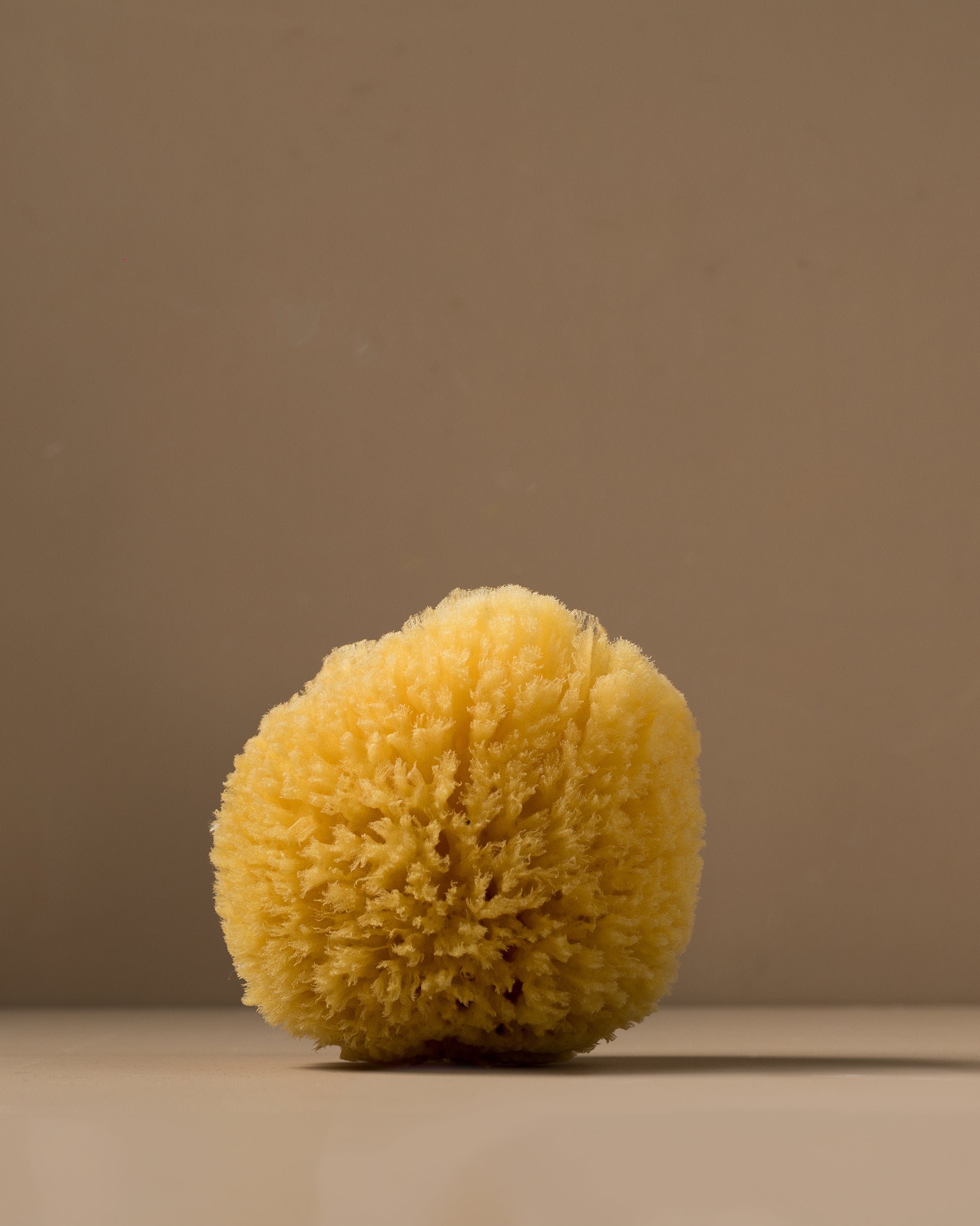 sea sponge