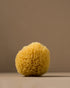 sea sponge