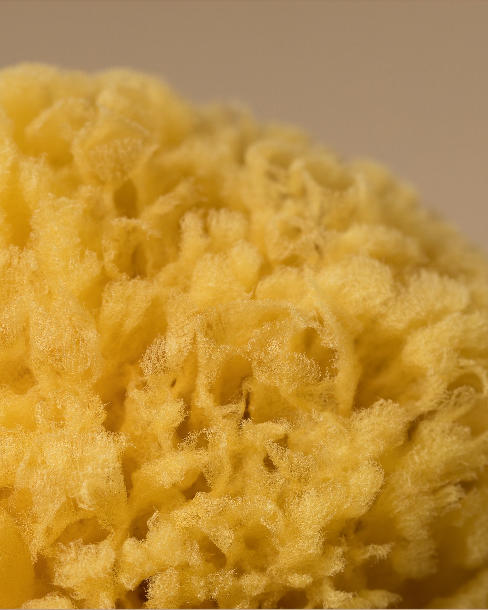 Ecological Sea Sponge