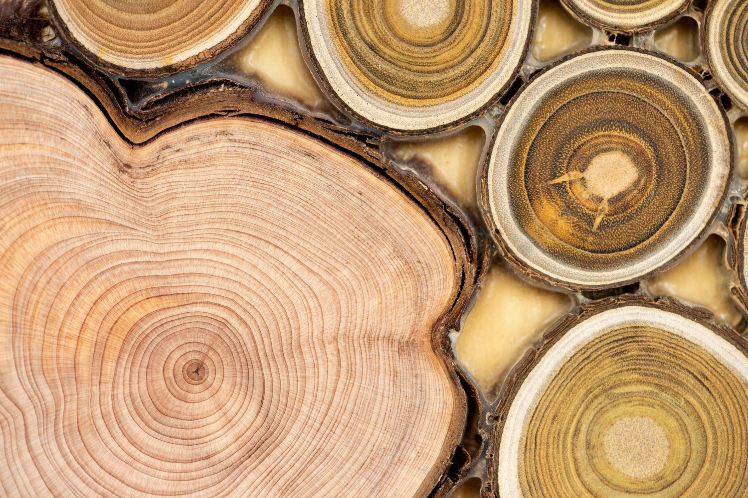 Sacred Hidden Treasures: Sandalwood’s Natural Healing