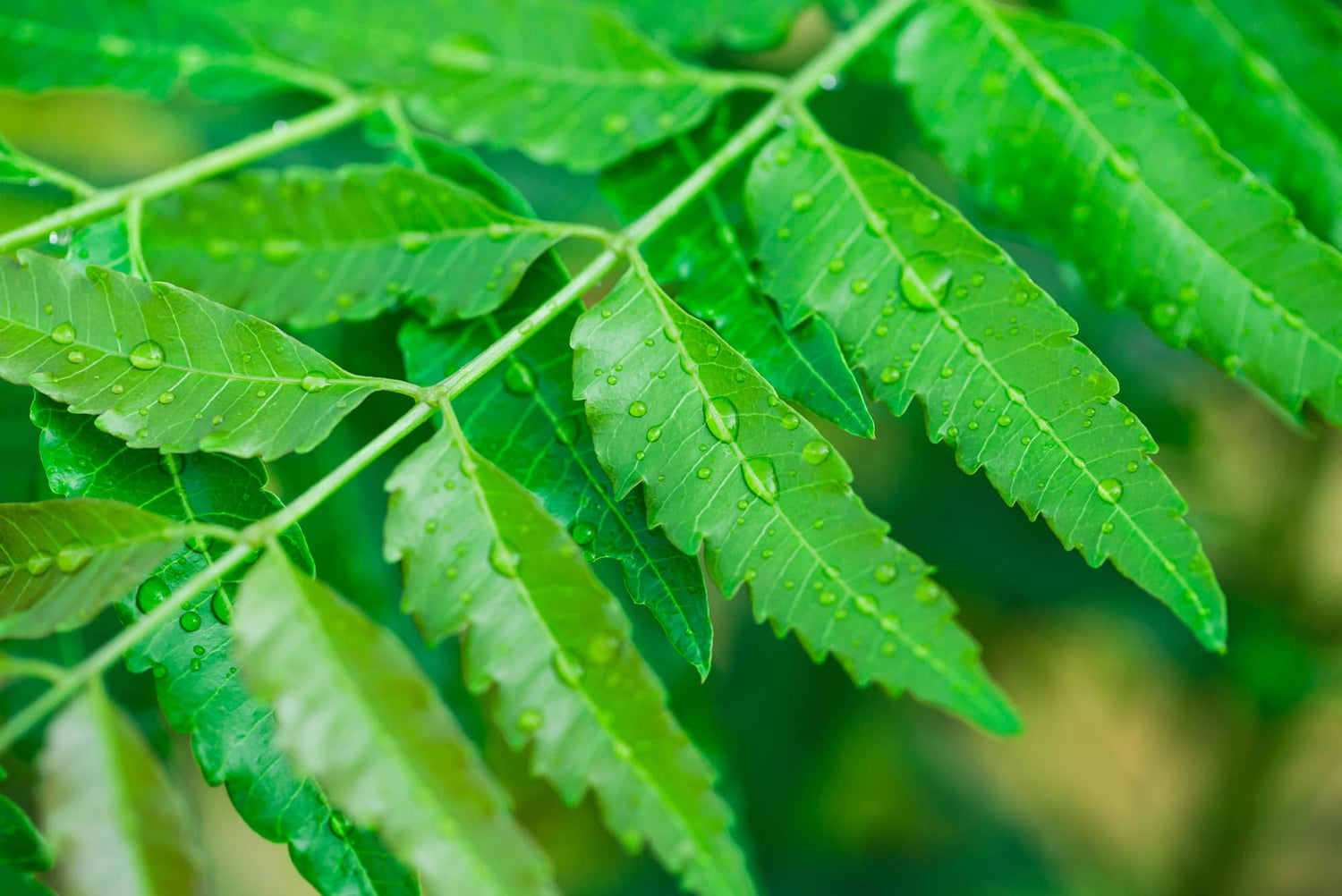 neem powder benefits - Urban Veda