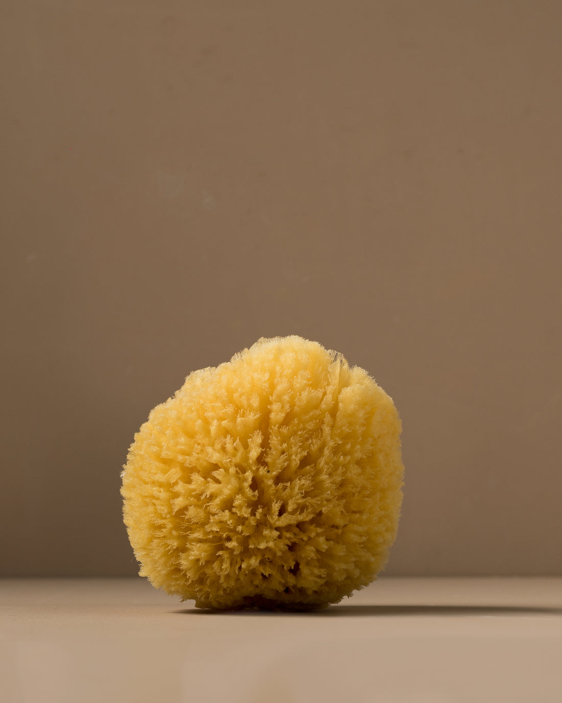 sea sponge